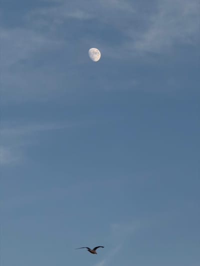 The image captures a clear blue sky with wispy white clouds. In the upper left portion of the frame, a portion of the moon is visible, appearing bright and textured. To the right and further up, a bird is captured mid-flight, with its wings spread and its tail feathers trailing. The bird is silhouetted against the sky, making its exact species difficult to determine, but its posture suggests it is in active motion. The lighting indicates it is daytime, possibly late afternoon or early morning given the presence of the moon. The scene is a natural outdoor environment, likely taking place in Grao, Spain, as suggested by the location context. No text is visible in the image.