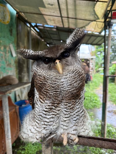 An owl perched on a metal structure is seen in Candikuning, Indonesia. The owl has dark brown and white patterned plumage with prominent ear tufts. It is grasping the metal bars with its talons. The background includes vegetation, a building structure with a partial awning, and miscellaneous objects.