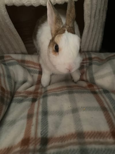 A close-up, eye-level shot shows a domestic rabbit peering out from a fuzzy, fabric enclosure. The rabbit has white fur with brown markings on its ears and face. It is positioned on a plaid blanket with brown, grey, and off-white stripes. The enclosure appears to be made of a soft, textured material, possibly fleece, and is dark inside, suggesting it is either an enclosed space or nighttime. The background is mostly dark and out of focus. The image has a shallow depth of field, with the rabbit's face being the sharpest element. There is no indication of the city of Przeźmierowo, Poland, within the image content.