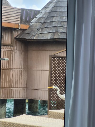 View from inside, looking out at a building. The top of the image shows part of a grey curtain. Below that is a window frame and the outside view. Part of a building is visible, with a shingled roof, light brown siding, and brown lattice. The building appears to be near water. A white bird with a yellow beak is partially visible on the lattice. The location is Bodufolhudhoo, Maldives.
