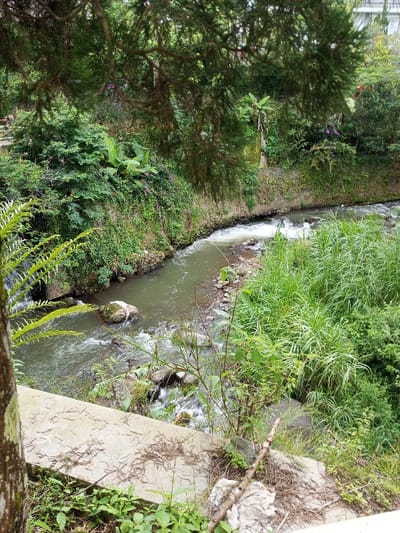 A flowing river dominates the frame, bordered by lush vegetation on either side. A variety of green plants and trees thrive along the riverbanks, creating a dense, natural setting. Part of the river's edge is lined with concrete or stone, and a tree branch with needles overhangs the scene, framing the landscape. The water is clear and reflects the greenery above, while some areas show gentle rapids as the river flows.