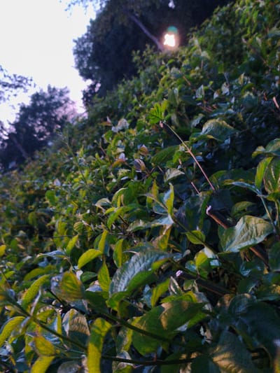 The image depicts dense green foliage in the foreground, with sunlight filtering through the leaves and casting shadows. In the background, a hazy light source, possibly a street lamp, is visible amidst dark trees. The overall scene suggests an outdoor setting, likely a park or garden area, possibly at dusk or dawn given the lighting conditions. Without further information or context, it is not possible to definitively identify the location as Bad Rothenfelde, Germany, or to provide specific details about people, actions, or interactions.