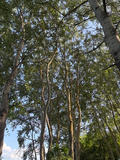 The image shows a view looking upwards through the canopy of trees. The trunks are light-colored with mottled bark, and the leaves are green. Patches of blue sky are visible through the foliage. The location is Ustrem, Bulgaria. There are no people, subjects, objects, actions, or interactions visible in the image other than the natural environment of trees and sky.