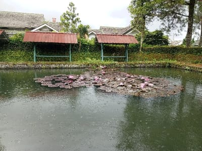 The image, reportedly set in Weinten, Liberia, presents an outdoor scene featuring a rectangular pond under rainfall. The pond's dark surface is covered with concentric ripples, indicating precipitation. A dense cluster of water lilies, consisting of numerous dark green/brown pads and approximately 20-30 open pink blooms, occupies the central area of the pond. The far bank is edged by a low stone wall, behind which a thick layer of green ground cover or foliage grows. Two identical open-sided structures, each featuring a reddish-brown corrugated metal roof and green support pillars, are situated directly behind the foliage. Beyond these shelters, a dense green hedge or wall of vegetation acts as a boundary. Further in the background, residential buildings with gray-tiled roofs are partially visible through the foliage and behind taller evergreen trees located on the right side of the frame. The sky is overcast. No individuals are visible within the depicted area.