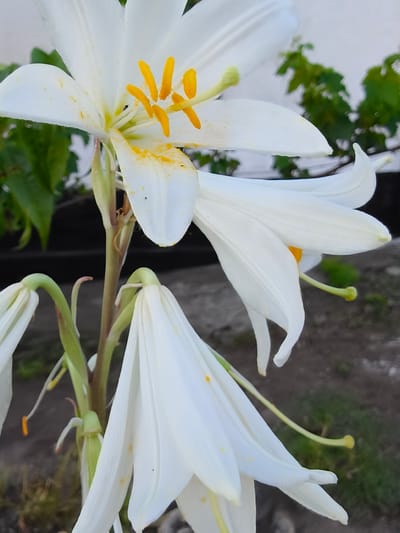 In the city of Poltavka, Ukraine, a close-up, eye-level shot captures a cluster of white lilies. The focus is on the delicate, trumpet-shaped blooms, with their white petals unfurling outwards. Several lilies are visible, with one dominant flower in the upper left featuring prominent yellow stamens dusted with pollen. Other lilies are partially obscured, some drooping downwards. The background consists of blurred green foliage and a light-colored wall, suggesting an outdoor setting. The lighting is natural and diffused, casting soft shadows on the petals. The overall scene conveys a sense of natural beauty and botanical detail.