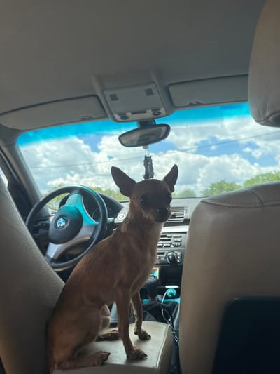 A small, tan Chihuahua sits on the center console of a car, looking towards the camera. The dog is positioned between the driver's seat and the passenger seat. The interior of the car is visible, including the steering wheel, dashboard, and parts of the seats. Through the windshield, a cloudy blue sky and green trees can be seen, suggesting an outdoor, possibly suburban or rural, setting. The car appears to be stationary.