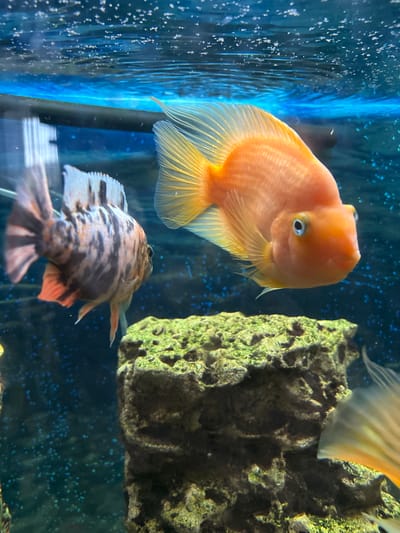 The image shows two fish swimming in an aquarium. In the foreground, a bright orange parrot cichlid is positioned to the right, facing the camera. Behind and to the left of the orange fish, a mottled grey and black cichlid with orange accents is swimming away from the camera. A green, moss-covered rock formation sits at the bottom center of the image, and bubbles are visible throughout the blue-green water. The top of the image shows the water surface with small bubbles. No specific location in the city of Pavlov, Russia, can be determined from the image.