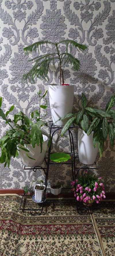 This media file shows a still life arrangement of potted plants and flowers in a room with patterned wallpaper and a rug. The subjects are a collection of houseplants and a bouquet of pink tulips. The houseplants include a Norfolk Island pine in a white pot on the top shelf of a black metal plant stand, a Christmas cactus with large green leaves in a white pot on the left side of the middle shelf, and a plant with striped leaves in a white pot on the right side of the middle shelf. There are also two small potted plants on the bottom shelf, one with a single green stem and small leaves, and another with sparse foliage. The pink tulips are in a vase or pot on the bottom shelf to the right. A small green circular mat is placed on the middle shelf. The background is a wall covered in grey and white patterned wallpaper with a damask-like design. The floor is covered by a patterned rug with cream, red, and green accents. The lighting suggests an indoor setting, possibly during the day. There are no people visible. The scene is a static arrangement of plants, suggesting it is a decorative display. There is no visible text in the media file. The location context provided is Baghdad, Uzbekistan.