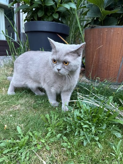 A medium shot captures a grey cat standing in a grassy area with plants in the background. The cat is facing left and looking to the right with its ears perked. Its fur is short and appears to be a solid grey color. The cat's eyes are a striking amber color. In the background, there are large potted plants, one appearing to be in a dark grey pot and another in a reddish-brown textured pot. The plants are leafy and green. The grass in the foreground is green and somewhat overgrown, with some weeds visible. The scene suggests an outdoor setting, likely a garden or yard. There is no indication of specific location within Creußen, Germany.