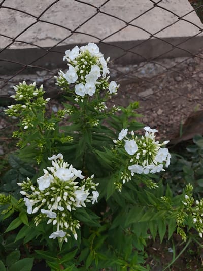 A medium shot captures a cluster of white phlox flowers in bloom, interspersed with unopened buds, set against a backdrop of lush green foliage. The flowers, delicately white, feature five petals and are arranged in dense, pyramidal panicles. The plant's leaves are lanceolate and serrated, contributing to the overall verdant appearance.
In the upper left quadrant of the image, a weathered, rusty metal chain-link fence runs horizontally, partially obscuring a concrete wall or structure behind it. The ground below the flowers appears to be soil and scattered debris, suggesting an outdoor setting. The lighting suggests it is daytime, possibly late afternoon or early evening, with soft, diffused light illuminating the scene. There is no discernible text in the image. The overall mood is one of natural beauty and tranquility, with the blooming flowers bringing a touch of delicate elegance to the somewhat utilitarian surroundings of the fence and concrete. The location context is given as Sakaldu, Kyrgyzstan.