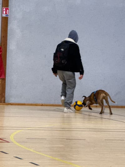The scene takes place within an indoor sports facility in the city of Sennecey-le-Grand, France. A single individual, viewed from behind, walks rightward across a light wooden court floor marked with black and yellow lines. The individual wears a dark hooded jacket with a light-colored fleece lining visible at the neck, with the hood pulled over the head, grey sweatpants, and light-colored athletic shoes. A black backpack with red accents is worn. A small to medium-sized brown dog, wearing a blue harness, is positioned to the right of the individual, actively engaging with a yellow and blue volleyball-style ball. The dog appears to be chasing or nosing the ball, which is near the individual's right foot. The background consists of a plain light grey wall. A wooden pillar is visible on the far left, featuring a red fire extinguisher sign with pictograms mounted on it.