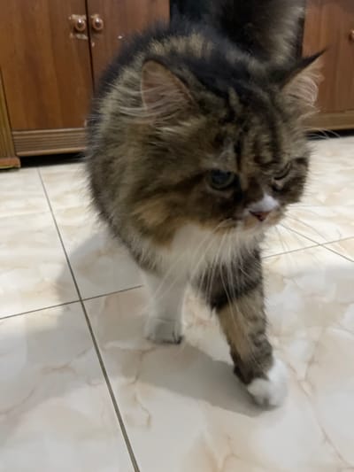 The media file shows a close-up, tilted view of a fluffy, brown and black tabby cat with white markings on its chest and paws. The cat is lying on a tiled floor, which appears to be cream-colored with subtle marbling. To the right of the cat, a portion of a wooden piece of furniture is visible, possibly a dresser or cabinet, with drawer handles. The lighting suggests it is daytime indoors. The cat's face is partially visible, with one eye open and focused, and its whiskers are prominent. The overall scene is an indoor setting, with the cat appearing relaxed or curious. There is no visible text in the media file. The location context provided is Bandarbireuen, Indonesia.
