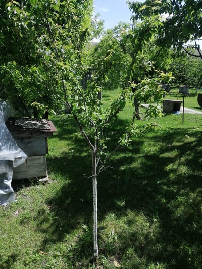 This is a slightly high-angle, full outdoor shot of an orchard in the city of Dedoplistskaro, Georgia. The foreground is dominated by a young tree with a white-painted trunk. Behind it, to the left, is a large, old wooden beehive, partially covered by a white tarp. The background reveals more trees, a grassy lawn, and several more beehives of varying sizes and designs. The day appears sunny, casting dappled shadows on the ground.