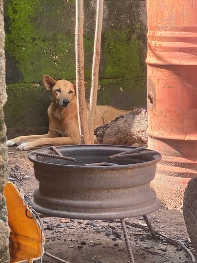 In Dogari Tiv, Nigeria, a light brown dog lies on the ground, resting its front paws extended. The dog is situated near a moss-covered wall on its left and a large, orange, cylindrical object on its right. In the foreground, a rustic metal basin, possibly a repurposed tire rim, sits on metal legs. The ground is covered in dirt and small stones. Behind the dog, a weathered piece of wood rests against the wall. The scene appears to be outdoors in a somewhat unkempt area.