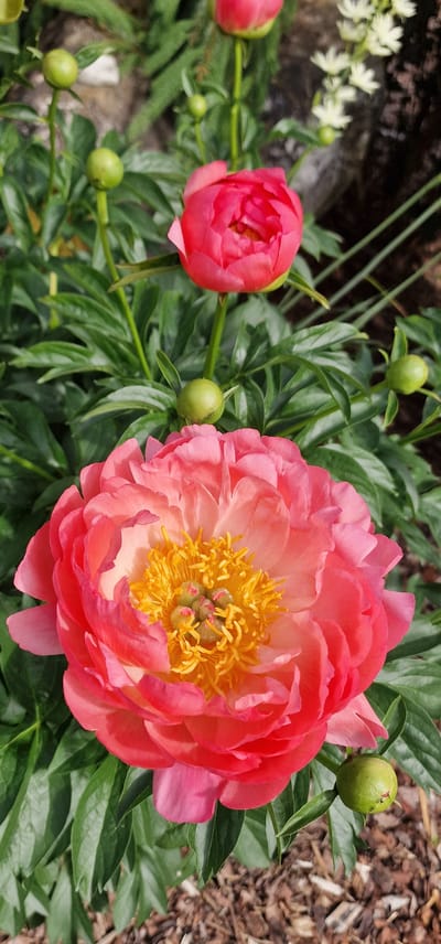 The image shows a close-up view of several coral-pink peonies in various stages of bloom, set against a backdrop of lush green foliage and dark soil. The largest and most prominent flower is in full bloom, displaying a vibrant coral-pink hue with a bright yellow center. Its petals are layered and ruffled, creating a soft, delicate appearance. Surrounding this bloom are several smaller buds and a partially opened flower, all in similar shades of coral-pink. The background features a darker, blurred area that could be a garden wall or tree trunk, and some thin green stems or blades of grass. The image is taken outdoors, suggesting a garden setting. It is not possible to determine the specific location within Saulkrasti, Latvia from the visual information provided in the image.