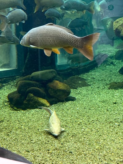 The image displays an underwater scene within a large aquarium tank, identified as being located in the city of Mora, Portugal. The environment consists of clear water, a light green granular substrate, and scattered dark, rounded rocks, with a prominent pile of rocks in the mid-left.

In the mid-ground, a large, grey-scaled fish, consistent with a Common Carp (Cyprinus carpio), is swimming horizontally towards the left. Its pectoral, pelvic, and caudal fins exhibit a yellowish-orange coloration. Above and behind this fish, approximately ten to fifteen additional, smaller carp-like fish are observed swimming. Reflections on the glass enclosure in the upper right background show distorted images of fish and a partial symbol.

In the foreground, positioned directly on the granular substrate, a lighter-colored, elongated fish, consistent with a sturgeon species, is observed resting or moving slowly. It is oriented with its head facing towards the viewer, and distinct scute-like markings are visible along its dorsal surface. No human individuals are present within the depicted aquatic enclosure.