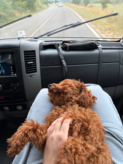 The image shows the interior of a vehicle, likely a van or RV, with a person's hand gently petting a small, brown, curly-haired dog. The dog is lying on a light blue fabric, possibly pants or a blanket. The dashboard of the vehicle is visible, including a navigation screen on the left and air vents. Outside the windshield, a paved road curves through a rural landscape with greenery and some distant trees. Several cars are visible on the road ahead. The scene suggests a road trip, with the dog being a companion. The provided location is Stolnik, Bulgaria.