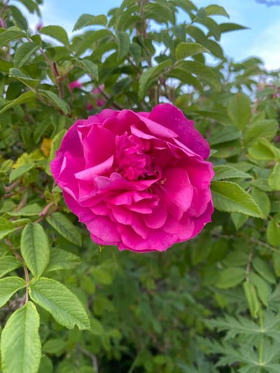 A close-up, eye-level shot captures a vibrant pink rose in full bloom. The rose is centrally positioned and detailed, with numerous petals layered and unfurling. Surrounding the rose is a dense background of lush green foliage, with hints of the sky peeking through at the top. The image appears to be taken outdoors, likely in a garden or park setting, with natural lighting. The context provided about Yuryatino, Russia, places the scene in a specific geographical location, but the image itself contains no visual cues to confirm or deny this specific location. There are no people or actions depicted in the image, only the static natural subject.