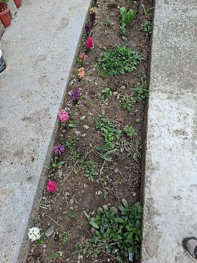This image displays a narrow garden bed positioned between two concrete pathways in Krupnik, Bulgaria. The garden bed consists of dark, tilled soil populated by various green herbaceous plants and a linear arrangement of blooming hyacinths. Eight individual hyacinth plants are visible, showcasing colors that include white, dark pink, purple, orange/peach, red/magenta, dark purple, and yellow. Scattered throughout the soil are additional small green plants, some appearing as weeds, along with minor organic debris and small stones. The pathway on the left is a wide, light grey concrete surface. In the upper left corner, partially visible objects include stacked terracotta pots and a white plastic bucket with black markings. A second, narrower concrete pathway forms the right border of the garden bed. In the lower right portion of the image, the front section of a human foot, clad in a grey open-toed sandal, is visible on the right concrete pathway.