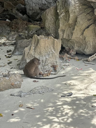 A monkey sits on a sandy beach in front of a large rock formation. The monkey is brown with a long tail and is facing to the right of the frame. There is a small pile of debris in front of the monkey. The beach is littered with leaves, branches, and some trash, including a red plastic ribbon and pieces of rope. The rocks are large and weathered, with some vegetation growing on them. The scene is illuminated by sunlight, casting shadows on the sand. The location is identified as Ton Sai, Thailand.