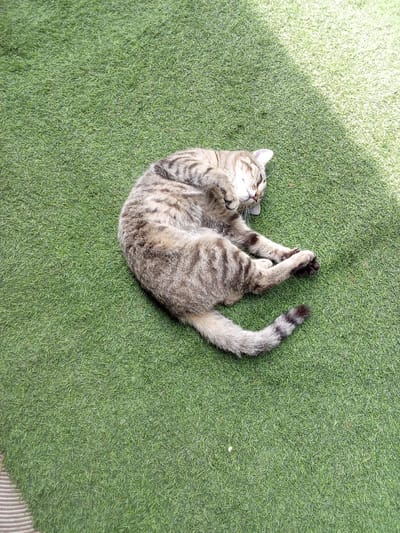 A tabby cat is lying on its back on artificial grass, with its eyes closed and paws in the air. The cat is curled up, exposing its belly. The grass is a vibrant green, and there is a shadow cast across the surface from an unseen object. The image appears to be taken outdoors, possibly in a backyard or park. There is no indication of the location being in Altai, Kazakhstan.