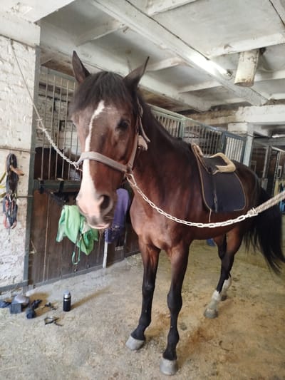 A brown horse with a white blaze on its face stands in a stable. The horse is wearing a bridle and a saddle. The stable appears to be made of wood and metal, with a concrete floor. There are some tack items and a water bottle on the floor near the horse. The image is taken from a medium-low angle. The lighting is somewhat dim, with a fluorescent light visible on the ceiling. The background shows other horse stalls. The location is specified as Novohuivyns'ke, Ukraine.