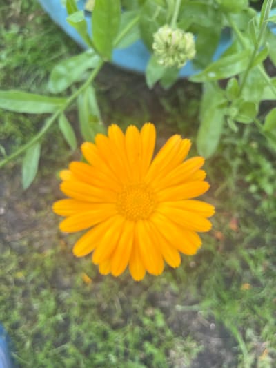 A close-up, slightly blurry, top-down shot of a bright orange calendula flower is centered in the frame. The flower has numerous ray florets radiating from a central disc. Behind the flower, green foliage is visible, along with a light blue planter edge in the upper left quadrant. The background consists of green grass and dark soil, indicating an outdoor setting. There are no people or animals in the image. The location is specified as Сухринское, Russia.