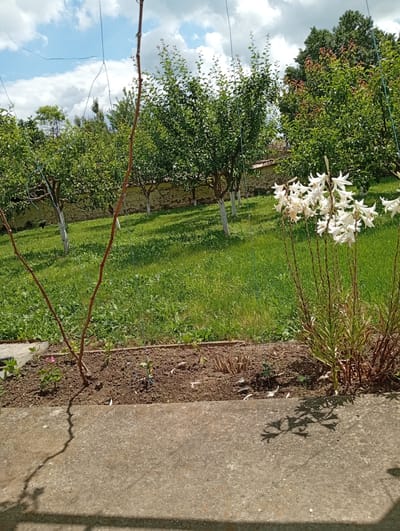The image depicts a sunny garden scene in Svetlen, Bulgaria. In the foreground, a concrete path runs along the bottom of the frame, with a garden bed containing soil, a small plant with pink flowers, and dry stems. To the right of the garden bed, a cluster of tall white lilies with green foliage is in bloom. Behind the garden bed, a lush green lawn stretches towards a stone wall, which is partially obscured by trees. The trees appear to be fruit trees, with some whitewashed trunks visible. The sky above is blue with scattered white clouds. Several thin wires are visible suspended in the air, stretching across the upper portion of the image. The overall impression is of a well-maintained, rural garden on a clear day.