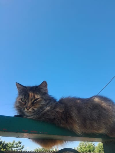 A fluffy, medium-haired cat with mottled brown, black, and orange fur is lying down on a green metal bar. The cat is positioned in the lower left quadrant of the image, with its head turned towards the viewer. Its eyes are partially closed, and it appears to be looking at the camera. The background is a clear, bright blue sky. Below the metal bar, trees and rooftops are visible. The scene appears to be outdoors on a sunny day.