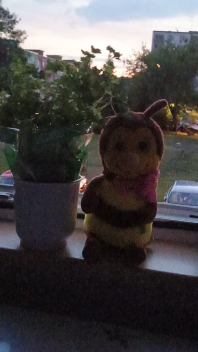 A stuffed toy bee wearing a pink scarf and a brown hood with antennae sits on a windowsill. To the left of the bee, a potted plant with green leaves is visible. Outside the window, trees, buildings, and cars can be seen in the twilight. The scene is likely set in Sokolov, Czechia, as indicated by the context provided.