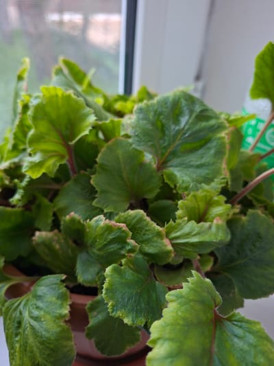 This is a close-up, eye-level shot of a potted begonia plant. The plant has large, textured, bright green leaves with reddish veins and slightly serrated edges. Some of the leaf edges appear to be dry and brown. The plant is in a brown pot, partially visible at the bottom of the frame. In the background, a window with a translucent blind is visible, suggesting the plant is indoors, likely on a windowsill. The overall lighting is diffused, indicating it may be daytime. There are no people or animals present in the image. The setting appears to be a residential or indoor environment. The location in Aydarken, Kyrgyzstan is not discernible from the visual information provided in the image.