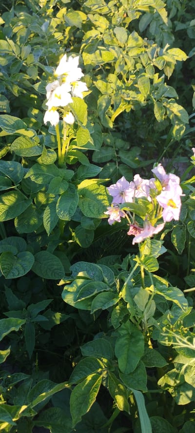 The image depicts a close-up view of potato plants with blooming flowers in a field. The potato plants are lush and green, with large, textured leaves. Two clusters of flowers are visible: one with bright white petals and yellow centers, and another with pale pinkish-purple petals. The flowers are in various stages of bloom, with some fully open and others still in bud. The sunlight casts distinct shadows on the leaves, highlighting their veins and contours. The background consists of more potato plants and some green foliage, suggesting a cultivated field. There are no people or animals visible in the image. The scene is natural and appears to be outdoors during the day. The location is identified as Скідзельскі сельскі Савет, Belarus.