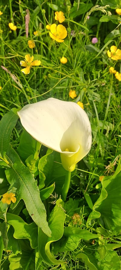 In the city of Castlebar, Ireland, a close-up shot captures a creamy white Calla Lily in the foreground, its elegant spathe unfurling towards the right. The bloom is surrounded by lush, green foliage, with some leaves displaying a vibrant, glossy sheen. In the background, a field of bright yellow Buttercups and other wildflowers peeks through the grass, adding a cheerful contrast to the scene. The overall environment is natural and verdant, suggesting an outdoor setting in a park or garden, possibly during a sunny day given the lighting. There are no people or animals visible in the image.