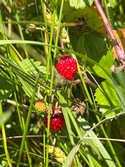 In Podshivalovo, Russia, a close-up photograph captures a patch of wild strawberries growing amidst lush green grass. Two ripe red strawberries are visible, one slightly higher than the other and both dotted with tiny seeds. Below the lower red strawberry, an unripe, yellowish-green berry is also present, its surface bumpy and undeveloped. The surrounding environment is dominated by the blades of grass, some long and slender, others broader and more textured, creating a natural, verdant backdrop. Sunlight filters through the foliage, casting subtle shadows and highlighting the vibrant red of the ripe berries. A thin, purplish stem, likely belonging to the strawberry plant or a nearby flora, is visible on the right side of the frame. The image is focused on the detail of the berries and their immediate surroundings, suggesting a moment of observation of nature's bounty.