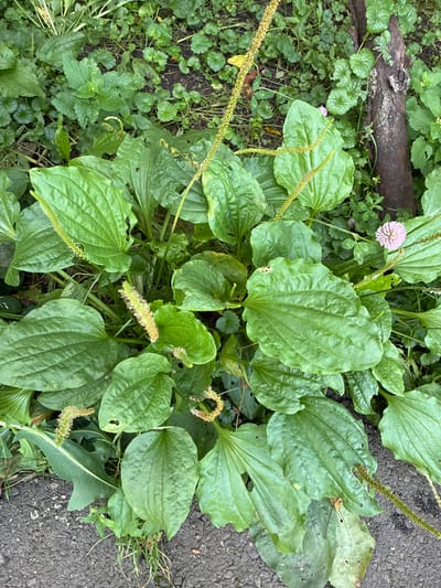 The image shows a close-up, overhead view of a patch of broadleaf plantain (Plantago major) growing at the edge of an asphalt surface. The plantain plants have large, ovate, ribbed leaves, some with small holes. Several flowering spikes, which are long and cylindrical with small, yellowish-green flowers, emerge from the center of the plants. A single, small, pale pink flower, possibly from a clover plant, is visible to the upper right of the main plantain cluster, near a piece of dark, rough-barked wood that is partially in the frame. The surrounding ground is covered in other green vegetation, including smaller-leaved plants. The scene appears to be a naturalistic growth in an urban or suburban setting, likely within a park, roadside verge, or neglected garden area in Chernoyarskaya, Russia, given the context. No people are present in the image.