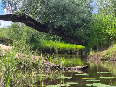 This media file depicts a reflective scene of a body of water bordered by lush vegetation and a fallen tree. The water's surface acts as a mirror, reflecting the surrounding environment and creating a sense of depth and tranquility.
The subjects include water, lily pads floating on the surface, a fallen log partially submerged, tall grasses along the bank, and the branches and leaves of a large tree. The scene is a natural landscape, likely a pond or slow-moving stream within a wooded area.
There is no discernible activity or event taking place. The image captures a static moment in nature, evoking a sense of peace and quiet.
Notable details include the bright green of the foliage, suggesting a sunny day with warm weather. The reflections in the water are clear, indicating calm conditions. The presence of lily pads and the type of vegetation suggest a temperate climate. The overall mood is serene and natural.
No visible text is present in the media file. The location context of Tsirgumäe, Estonia, further places this scene within a natural, possibly rural, environment.