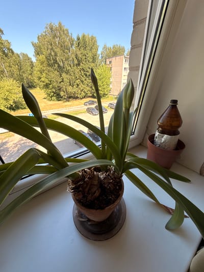 The image is a vertical, close-up shot of a potted plant with long, green leaves and a developing bud, placed on a windowsill. The plant is in a brown pot, which sits on a darker saucer. Behind the plant, a brown plastic bottle is nestled inside another brown pot. The bottle has a label that is partially obscured.
Through the window, a sunny daytime scene is visible, with a clear blue sky above lush green trees and a building with multiple windows. A paved area with parked cars is also visible. The overall impression is one of a domestic setting, likely a home or apartment, with the plant positioned to receive sunlight.
The image is a photograph, likely taken during daylight hours given the brightness of the scene and the clear blue sky. There are no people visible in the image. The focus is on the plant and its immediate surroundings on the windowsill. There is no text immediately legible on the plant itself or the pots. The bottle has some text on its label, but it is not clear enough to be read. The location context of Rudamina, Lithuania, suggests the scene is set in this particular area.