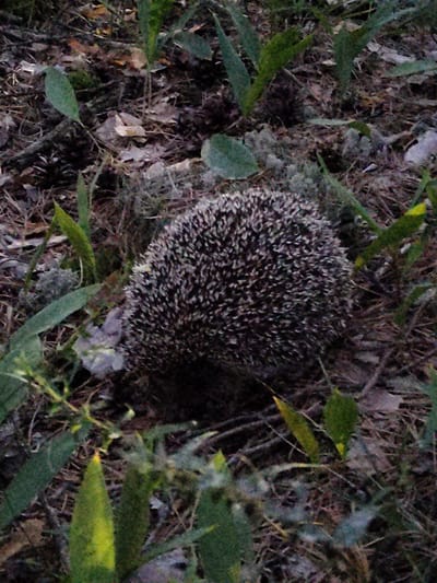 A hedgehog is curled into a ball on the forest floor in Kichier, Russia. The ground is covered in dry leaves, twigs, and moss. Several green plants are scattered around the hedgehog. The lighting is dim, suggesting it may be late in the day or an overcast sky.
