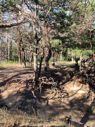 The image depicts a forest floor with exposed tree roots in the city of Shyroke, Ukraine. The foreground is dominated by the gnarled, dark roots of several pine trees, which snake across sandy soil and protrude from a raised embankment. Sunlight casts dappled shadows on the ground, highlighting the texture of the roots and the sand. In the midground, more pine trees stand with their slender trunks reaching upwards, their branches creating a dense canopy overhead. Beyond the immediate trees, a path or clearing is visible, leading into a denser part of the forest characterized by a variety of trees and undergrowth. The overall impression is one of a natural, somewhat untamed woodland setting, likely a public park or natural reserve within the city. There are no people or animals visible in the scene. The lighting suggests it is daytime, likely late afternoon given the angle of the shadows.