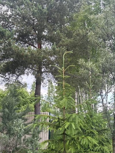 A vertical, full shot captures an outdoor scene with dense foliage and trees. In the foreground, a young evergreen tree with bright green needles extends upwards, its top branches curving gracefully. Behind it, to the left, is a larger evergreen tree with a dark brown trunk and dense, darker green foliage. To the right of the young evergreen, a second, slightly taller evergreen sapling is visible, also with vibrant green needles.

The background is a layered composition of various trees. There are tall, slender birch trees with distinctive white and black bark, interspersed with more evergreen trees and lighter green deciduous trees. A grey, ribbed concrete fence runs horizontally across the middle left of the frame, partially obscured by the vegetation. Beyond the fence, a wire fence is also visible. The sky overhead is overcast, with soft grey clouds. The overall impression is a natural, overgrown environment, possibly a garden or a wooded area on the outskirts of a settlement. The image composition emphasizes the textures and varying shades of green from the different trees.