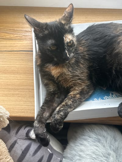 The image shows a close-up, overhead view of a tortoiseshell cat lying on a white surface with a blue patterned liner. The cat is resting on its side, with its head turned towards the camera. Its fur is a mix of black, brown, and orange patches. The cat's eyes are open and appear to be yellow-green. Its paws are visible, with one paw extended and resting on a grey, striped surface to the right of the frame. The white surface the cat is lying on appears to be a tray or a shelf, and it is placed on a wooden surface. To the left of the cat, part of another animal, possibly a lighter-colored cat, is visible, with predominantly white fur. The scene is well-lit, suggesting it is daytime. The overall impression is one of relaxation and comfort. There is no visible text in the image. The location context provided is Yoksolovo, Russia.
