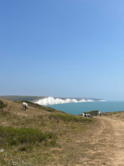 This image depicts a scenic coastal view of the Seven Sisters cliffs in Seaford, United Kingdom. The foreground features a dry, grassy hillside with a dirt path winding down towards the coast. Several cows are grazing on the slope, with one white and black cow prominently positioned on the left. Further along the path, a group of people are walking. In the background, the iconic white chalk cliffs of the Seven Sisters stretch across the horizon, meeting the turquoise waters of the English Channel under a clear blue sky. The scene is bathed in bright sunlight, indicating a summer day.