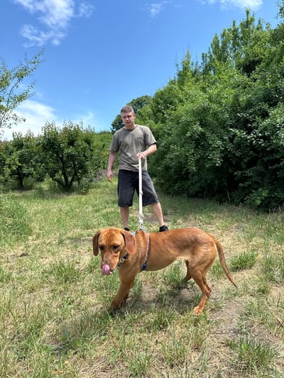 This outdoor image, likely taken in Grocka Urban Municipality, Serbia, depicts a man walking his dog on a clear, sunny day. A young man, with short brown hair, stands in the foreground, dressed in a light green short-sleeved t-shirt and dark shorts. He is holding a white leash which is attached to a medium-sized, reddish-brown dog wearing a blue collar. The dog is positioned slightly ahead of the man, with its head lowered towards the ground, appearing to lick its nose or mouth, indicating curiosity or perhaps recent activity.
The setting is a natural, open area characterized by uneven terrain covered in both green and dried grass. In the background, a dense line of lush green trees and bushes forms a natural barrier, suggesting a rural landscape, orchard, or park. Above, the sky is a vibrant blue with a few scattered white clouds, signifying bright, sunny weather and a time of day likely around midday or early afternoon. The overall mood is calm and natural. No visible text is present in the image.