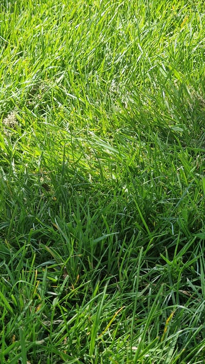 The image depicts a close-up view of grass. The grass is vibrant green in color, with varying shades suggesting differences in light exposure or grass type. The composition is predominantly green, representing a natural environment, likely a lawn or field. The image appears to be taken at ground level, emphasizing the texture and detail of the grass blades. It is not possible to determine the location within Lincoln, United Kingdom or to identify people, actions, or objects beyond the grass itself.