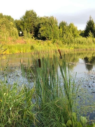 This image depicts a serene natural scene in the vicinity of Druzhba SNT, Russia. In the foreground, tall green cattails with brown seed heads stand prominently in a calm body of water. The water's surface is dotted with lily pads and other aquatic vegetation, reflecting the surrounding greenery. A lush, green treeline borders the far side of the water, with a variety of deciduous and coniferous trees forming a dense backdrop. The sky is clear and bright, suggesting it is daytime, possibly late afternoon given the warm light illuminating the vegetation. A small, circular sign with a red border and a number '60' in the center is visible in the distance, partially obscured by foliage, indicating a potential speed limit sign. The overall impression is one of tranquility and natural beauty.