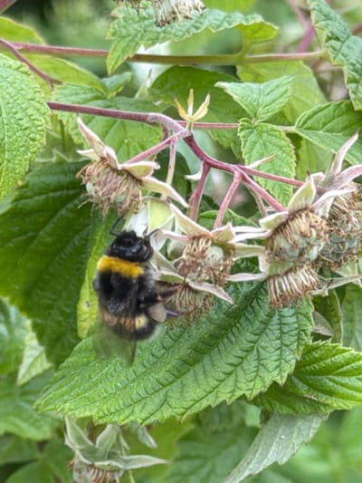 A bumblebee with black and yellow markings is perched on a green leaf of a raspberry plant. The bumblebee is positioned in the lower left quadrant of the image, facing upwards and to the right. The raspberry plant has vibrant green leaves and thin, reddish-brown stems. Several dried or developing raspberry flowers, characterized by their pale green sepals and numerous brown filaments, are visible throughout the frame. The background consists of more blurred green foliage, suggesting an outdoor setting. The image appears to be a close-up shot taken in a garden or natural environment, possibly in or near Kerro, Russia, given the context. There are no people or any other discernible objects in the scene.