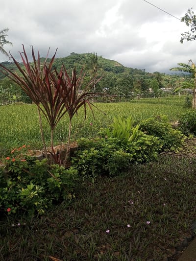 The image displays a verdant landscape in Cibodas, Indonesia, under an overcast sky. The foreground features a cultivated garden area. At the bottom, dark green and reddish-purple groundcover plants are arranged in rows, exhibiting sparse small purple flowers. Above this, three prominent plants with long, red, sword-shaped leaves grow vertically, flanked by dense green shrubs. To the immediate left, a patch of red-orange flowering plants is visible. The midground is dominated by an expansive field of light green, uniform crops, likely young rice, stretching horizontally. A low wooden fence or trellis structure runs along the far edge of this field. Beyond the field, numerous green trees and dense foliage, including banana plants on the right, are visible, with indistinct small structures nestled amongst the vegetation. The background is occupied by a large, densely forested green mountain or hill. The sky is uniformly grey with heavy cloud cover. No individuals or specific actions are depicted.