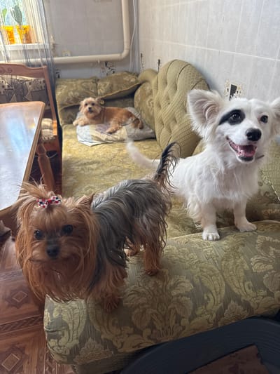The image depicts an indoor scene, likely a living room, with three dogs. In the foreground, a Yorkshire Terrier with a red, white, and blue bow on its head is positioned on the armrest of a vintage, olive-green sofa. To the right and slightly behind the Yorkshire Terrier, a white dog with black markings around its eyes is standing on the sofa, looking towards the viewer with its mouth open. In the background, another light-brown dog is lying down on the same sofa. The sofa is upholstered with a patterned fabric. To the left of the sofa, a wooden table with a reflective surface is visible. A window with a curtain is present in the upper left corner of the image, and a tiled wall is visible in the background. The overall environment suggests a domestic setting. The location is identified as Fastovetskaya, Russia.