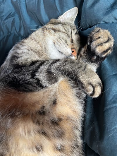 A tabby cat is sleeping on a dark green blanket in Zaķumuiža, Latvia. The cat is curled up on its side, with its paws covering its face. Its fur is a mix of brown, black, and tan stripes. The blanket is wrinkled and appears to be made of a soft material. There are a few stray cat hairs on the blanket. The lighting is dim, suggesting it might be nighttime or indoors.