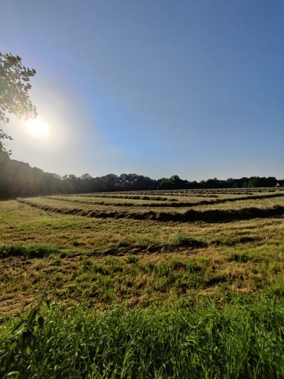 This is a landscape photograph taken at a rural location, likely a farm, in Winterswijk Huppel, Netherlands. The sun is shining brightly in the upper left corner of the image, casting long shadows and creating lens flare. The time of day appears to be morning or late afternoon due to the low angle of the sun. The sky is clear and blue, indicating fair weather.

The main subject of the image is a large field of mown grass, arranged in neat rows. This suggests that the grass has been cut and is drying, possibly for hay. The field extends into the distance, bordered by a dense line of trees. In the far distance, a small structure, possibly a building or shed, is visible on the right side.

The foreground of the image features taller, green grass, contrasting with the dry, mown grass in the field. The overall mood of the photograph is peaceful and serene, capturing a tranquil rural scene bathed in warm sunlight. There is no visible text in the image.